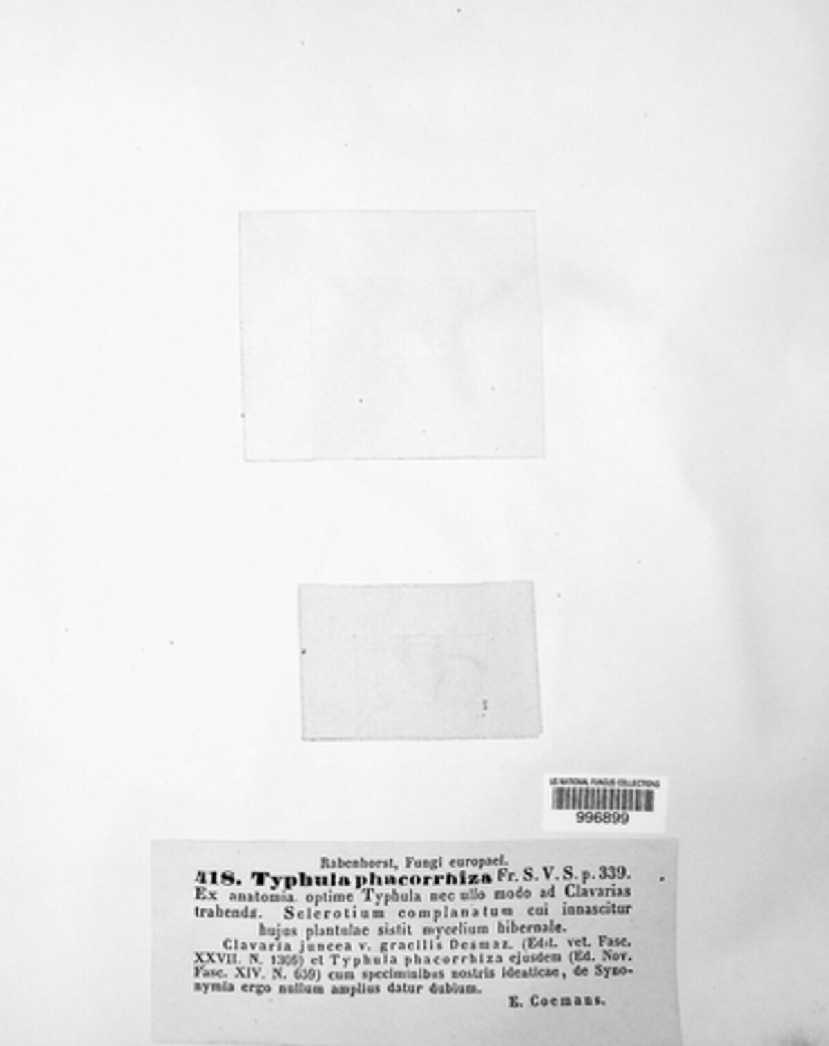 Typhula image
